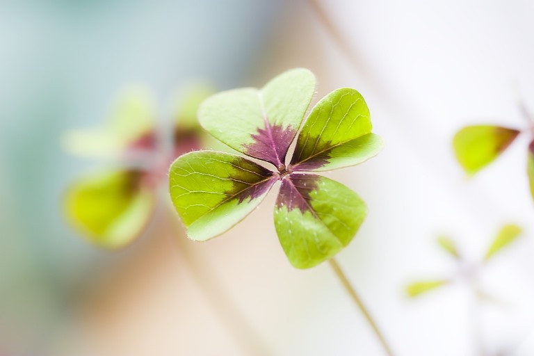 5 Things to Reflect on During St. Patrick's Day – Christian Style